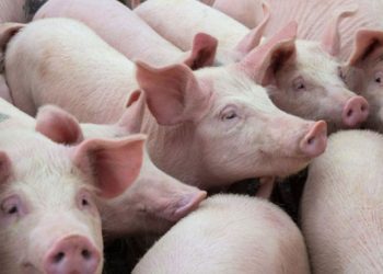 MéXICO REFUERZA MEDIDAS DE SANIDAD ANTE PESTE PORCINA EN RD