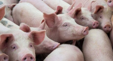 México refuerza medidas de sanidad ante peste porcina en RD