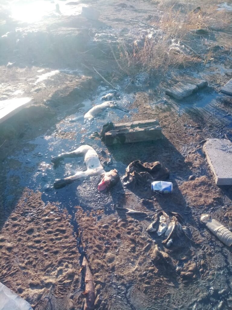 BOMBEROS RESCATAN A PERROS DE UN FANGO DE CHAPOPOTE