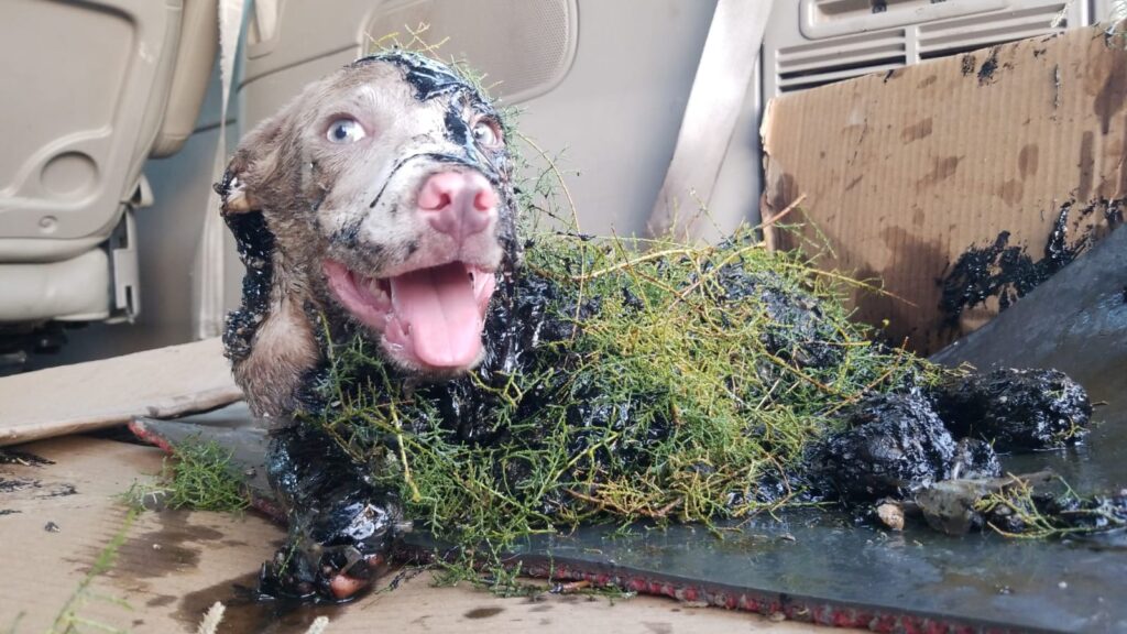 BOMBEROS RESCATAN A PERROS DE UN FANGO DE CHAPOPOTE