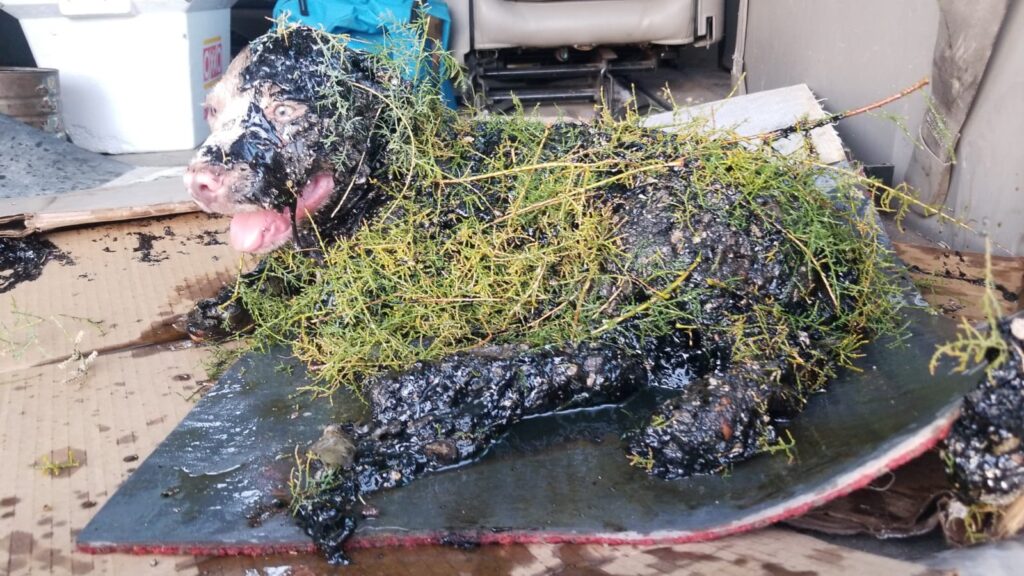 BOMBEROS RESCATAN A PERROS DE UN FANGO DE CHAPOPOTE