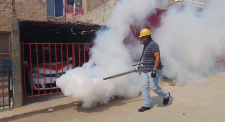 Detectan presencia del mosquito transmisor de Dengue, Zika y chinkungunya