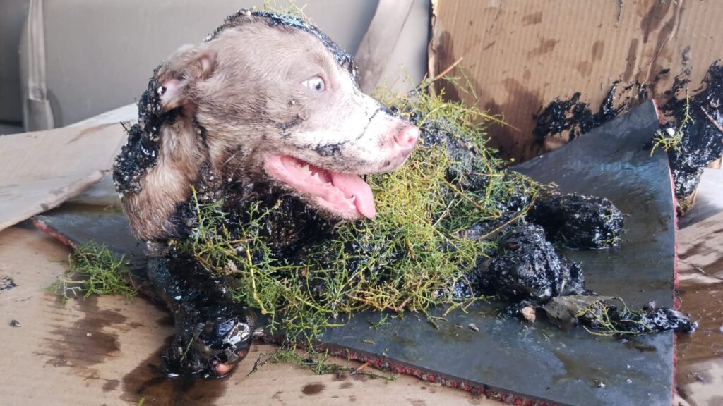 BOMBEROS RESCATAN A PERROS DE UN FANGO DE CHAPOPOTE