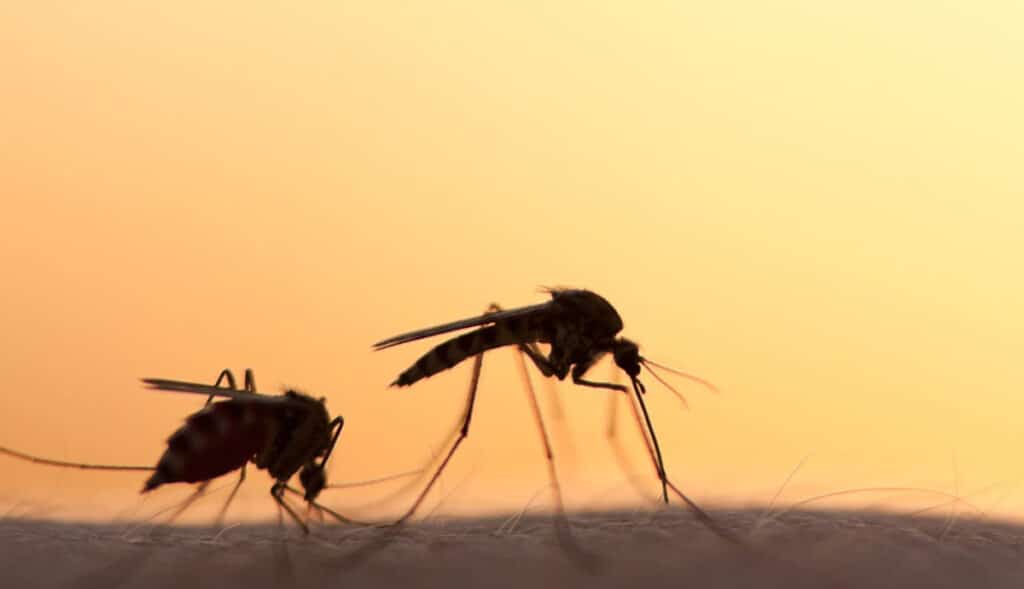 Detectan-mosquitos-que-transmiten-parásitos-y-enfermedad