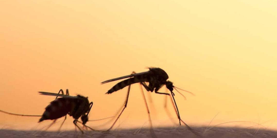 DETECTAN MOSQUITOS QUE TRANSMITEN PARáSITOS Y ENFERMEDAD