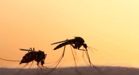 Detectan mosquitos que transmiten parásitos y enfermedad