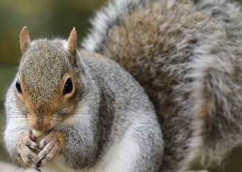 CALIFORNIA EN RIESGO DE PESTE TRAS ENCONTRAR PATóGENO EN ARDILLAS