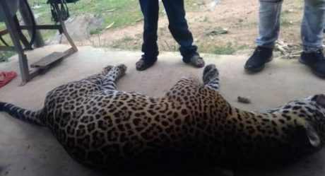 Campesino envenena a jaguar, porque mató a su burro