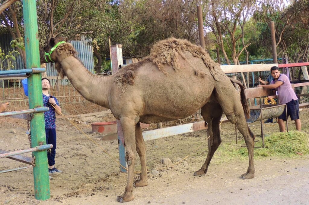Traslado de camellos