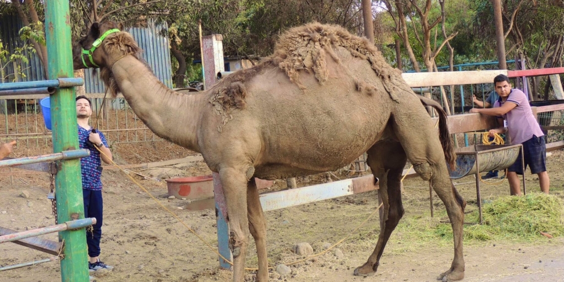 CAMELLOS FUERON TRASLADADOS A LA ZONA SABANA