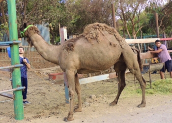 CAMELLOS FUERON TRASLADADOS A LA ZONA SABANA