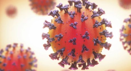 Científicos descubren virus similar a Covid-19 en murciélagos