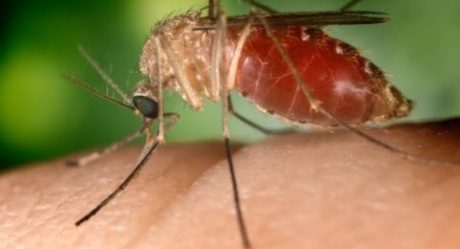 Detectan primer caso de virus del Nilo en hombre de SD