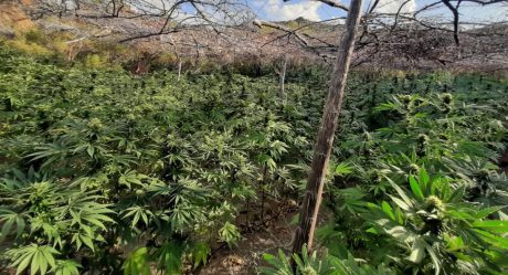 Hallan plantíos de marihuana en inmediaciones de Centro Ecoturístico