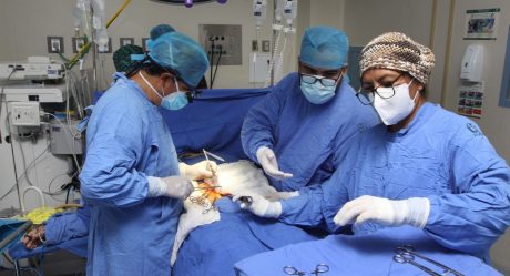 IMSS realiza mil 69 trasplantes y procura 371 donaciones cadavéricas