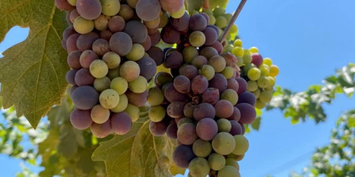 VINOS DE BAJA CALIFORNIA COSECHAN MEDALLAS