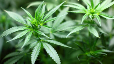Consumidores-de-marihuana-podrían-portar-200-gramos