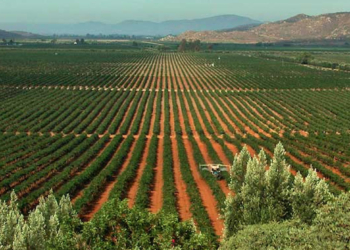 EMPRESARIOS DEL VALLE DE GUADALUPE DEBEN 20 MDP AL MUNICIPIO