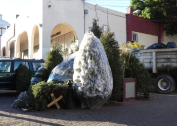 HABILITAN CENTROS DE ACOPIO PARA áRBOLES NAVIDEñOS