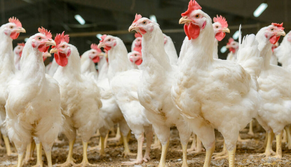 Registran-inusual-contagio-de-gripe-aviar-en-humanos