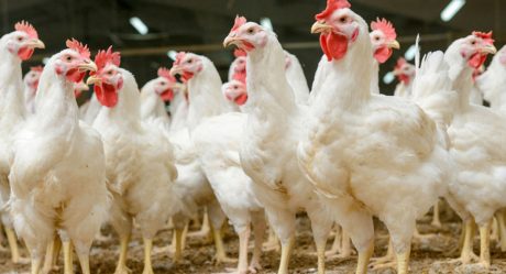 Registran inusual contagio de gripe aviar en humanos  