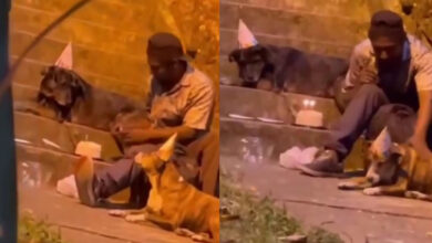 VIDEO- Hombre-en-situación-de-calle-celebra-cumpleaños-de-uno-de-sus-perritos