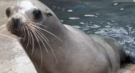 VIDEO: León marino se traslada a carreteras de San Diego