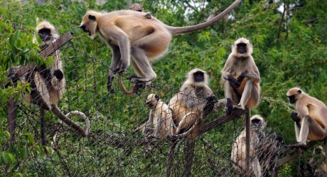 Monos roban bebé y lo ahogan en tanque de agua