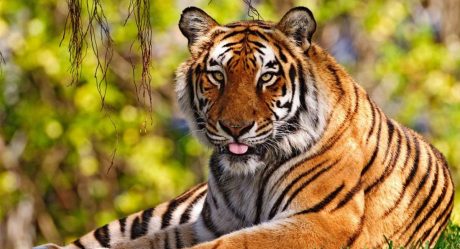 Tigre arranca mano a cuidadora y lesiona a visitantes en safari