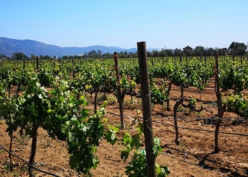 EXHORTAN A TRAMITAR MANIFIESTO DE IMPACTO AMBIENTAL EN VALLE DE GUADALUPE