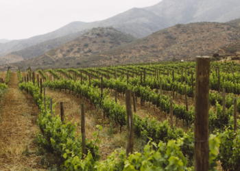 DESARROLLARáN SOLUCIONES PARA EL ORDENAMIENTO DE VALLE DE GUADALUPE