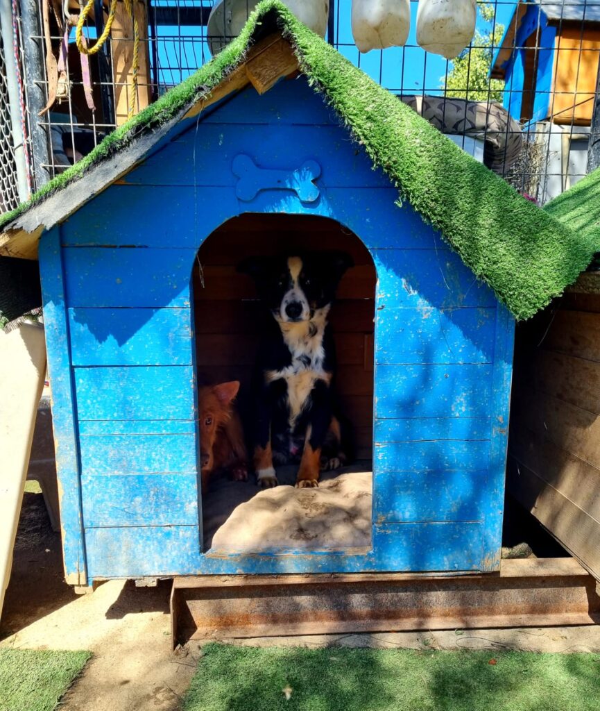 CALIENTE AYUDA DONA ALIMENTO A REFUGIO PARA PERROS