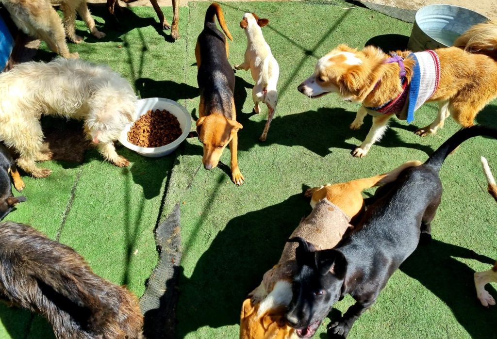 CALIENTE AYUDA DONA ALIMENTO A REFUGIO PARA PERROS