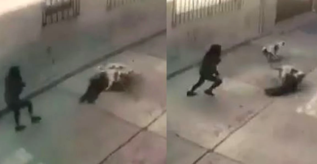 VIDEO-Nina-de-tres-anos-fue-atacada-por-dos-perros