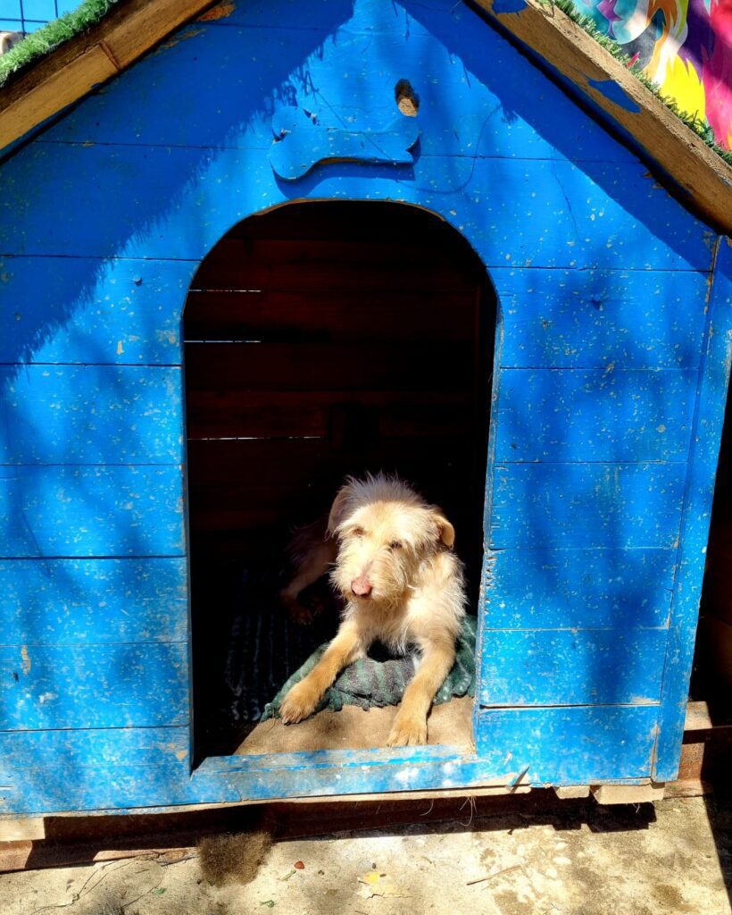 CALIENTE AYUDA DONA ALIMENTO A REFUGIO PARA PERROS