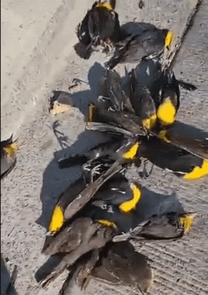 VIDEO: MUERE CENTENAR DE AVES EN PLENO VUELO