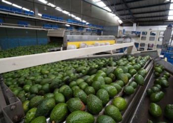 ESTADOS UNIDOS SUSPENDE IMPORTACIONES DE AGUACATES DE MéXICO