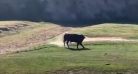 VIDEO: Toro embiste a ciclista en carrera de montaña