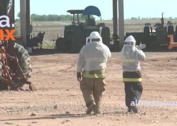 ABEJAS MATAN UN PERRO Y LESIONAN A 20 PERSONAS EN ETCHOJOA