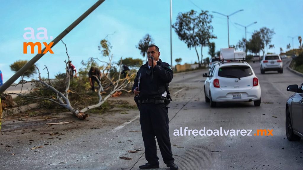 CONDUCTOR DE MUSTANG SE ESTAMPA CON áRBOL Y POSTE, LUEGO HUYE