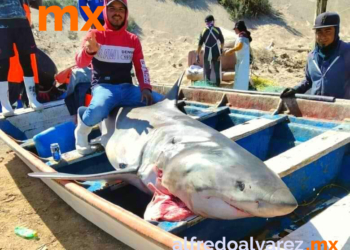 ATRAPAN TIBURóN EN EL PAREDóN, ESTABA CERCA DE LA PLAYA