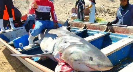 Atrapan tiburón en El Paredón, estaba cerca de la playa