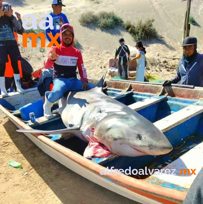 Con-miedo-al-tiburón-regresan-al-mar-buzos-de-Yavaros