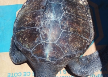 ASEGURAN TORTUGA Y OTRAS ESPECIES MARINAS PROTEGIDAS EN  ETCHOJOA