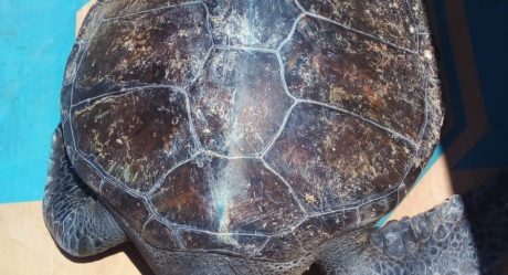 Aseguran tortuga y otras especies marinas protegidas en  Etchojoa