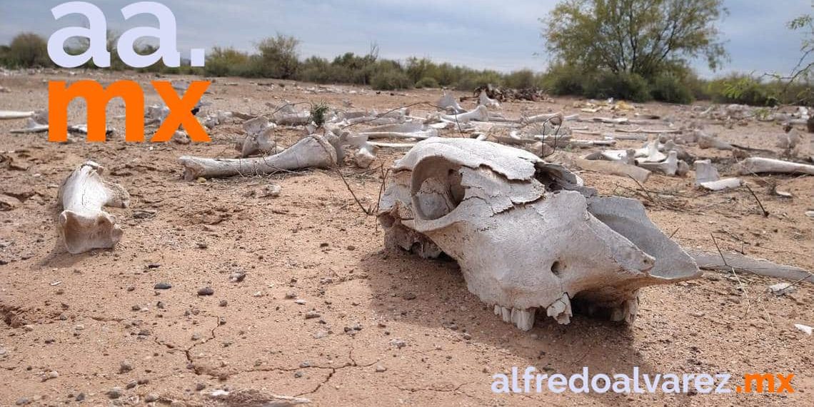 SONORA Y BC TIENEN MUNICIPIOS CON SEQUíA EXTREMA