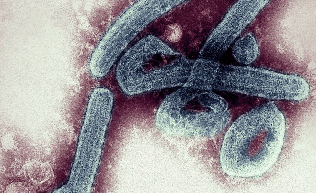 Ghana-confirma-dos-casos-del-virus-Marburgo