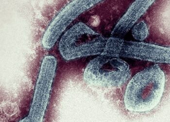 GHANA CONFIRMA DOS CASOS DEL VIRUS DE MARBURGO