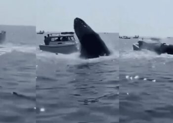 DOS MUJERES ESTUVIERON CERCA DE SER TRAGADAS POR UNA BALLENA