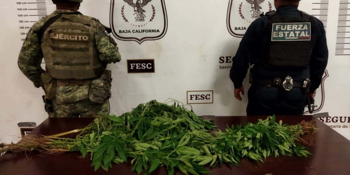 FESC UBICA PLANTíO DE MARIHUANA TRAS DENUNCIA ANóNIMA